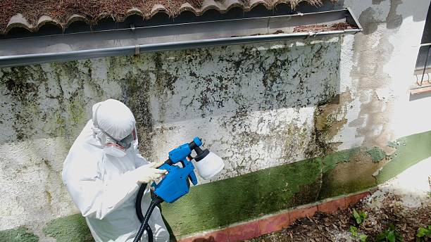 Trusted Black Mold Removal service in Saint Leonard, MD - Cheap Mold Removal